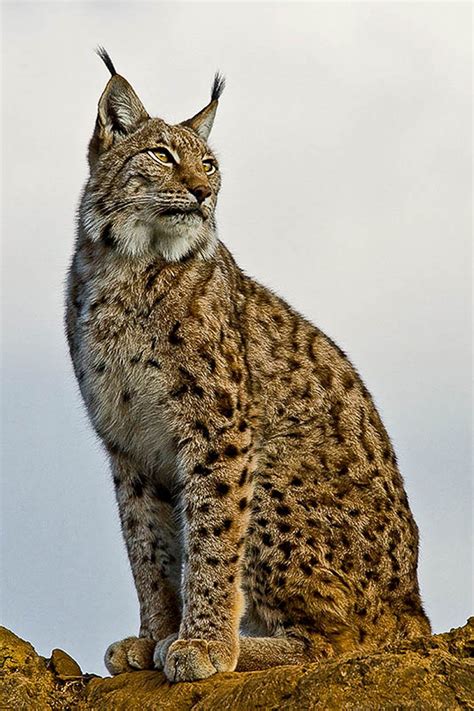 Iberian lynx (Lynx pardinus) - Lince ibérico - VIEWBUG.com