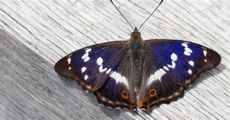 Purple Emperor Butterfly Pictures - AZ Animals