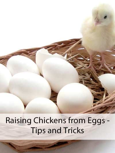 Raising Chickens From Eggs – Tips & Tricks – Eco Snippets