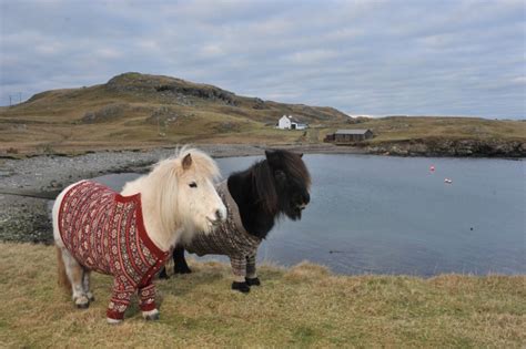 Shetland Ponies Wearing Sweaters? Guess I'm Off to Scotland! | Featured Creature