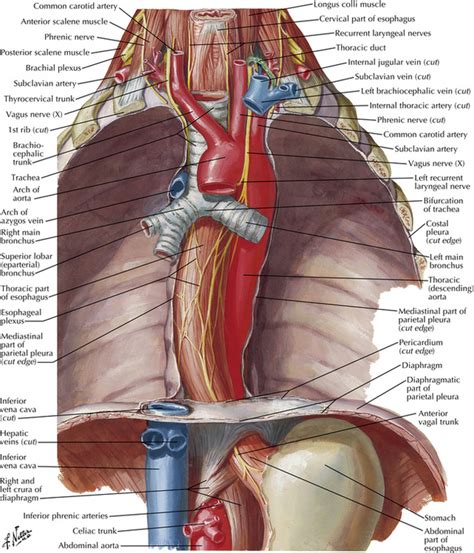 [DIAGRAM] Diagram Of Esophagus In Relation To Heart - MYDIAGRAM.ONLINE