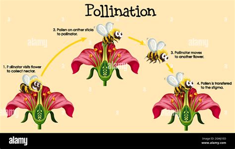 Diagram showing pollination with bee and flowers Stock Vector Image & Art - Alamy