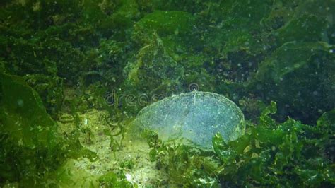 Reproduction of Sea Worms, Polychaetes. Eggs of Polychaetes in the Mucous Bag Stock Footage ...