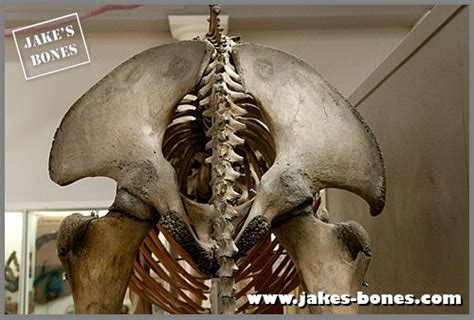 Looking closely at an Indian elephant skeleton : Jake's Bones | Indian elephant, Elephant ...