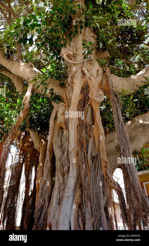 Large old ficus tree in hi-res stock photography and images - Alamy