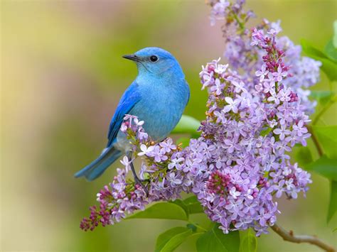 Flowers and Birds Wallpaper - WallpaperSafari