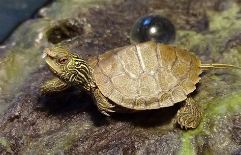 5 Cute Pet Turtles That Stay Small Forever (Smallest Turtle Species ...