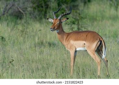 Male Impala His Habitat Stock Photo 2151822423 | Shutterstock