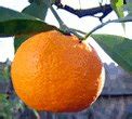 Orange fruit Nutrition facts and Health benefits