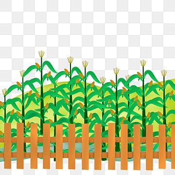 Corn Field Clipart Transparent PNG Hd, Corn Field Clipart, Corn, Field ...