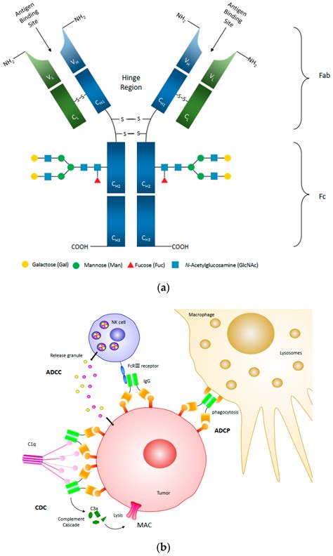 PDF function of heavy chain in antibody PDF Télécharger Download