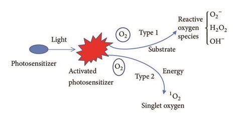 Generation of singlet oxygen and reactive oxygen species. | Download ...