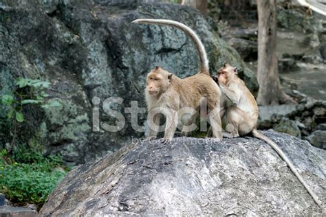 Monkey Grooming Another Stock Photo | Royalty-Free | FreeImages