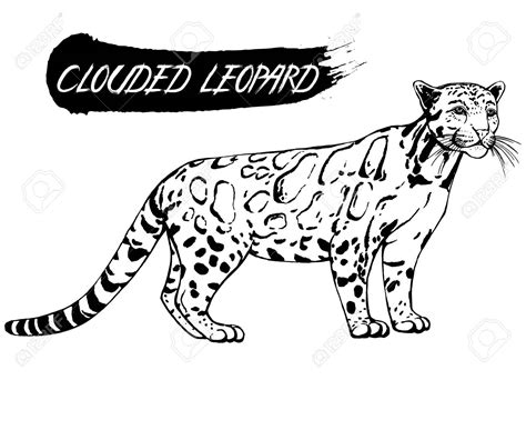 Clouded Leopard Drawing at GetDrawings | Free download