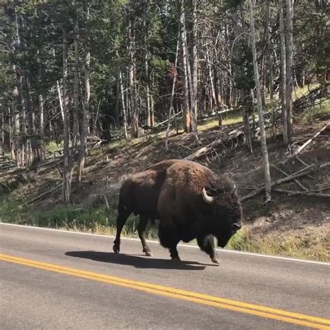 Bison Traffic Jam in Yellowstone