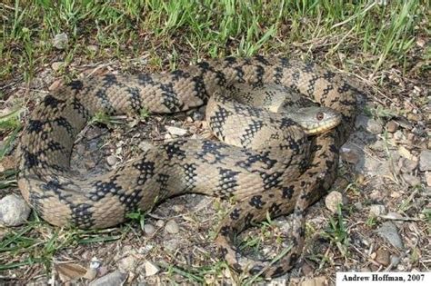 Diamond-Backed Watersnake (Nerodia rhombifer) - Indiana Herp Atlas