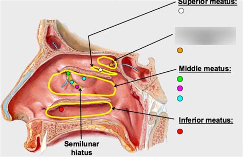 Semi Lunar Hiatus Medical definition of hiatus semilunaris