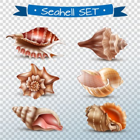 Seashell Transparent Set 480553 Vector Art at Vecteezy