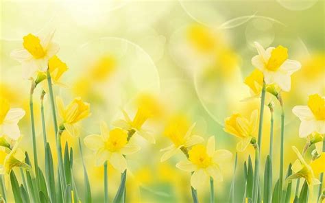 Spring, Daffodils, , Full, , , , Background, , , , High Resolution ...