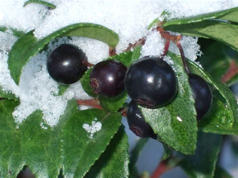 Evergreen Huckleberry, Vaccinium ovatum | Native Plants PNW