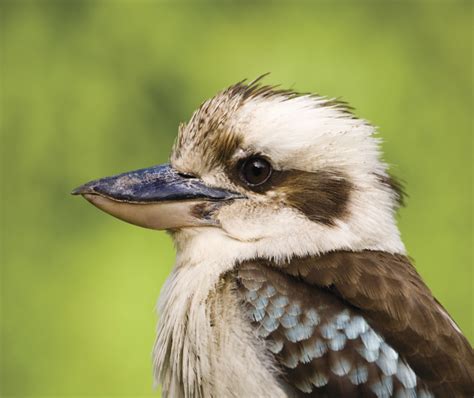 Native Australian Animals