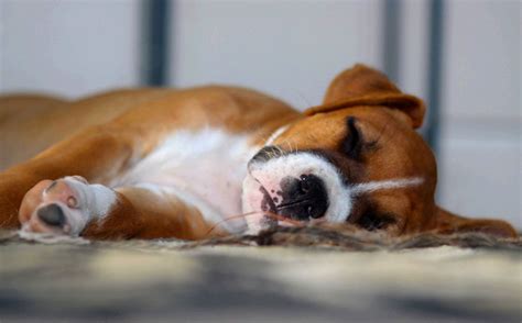 Sleeping Boxer Puppy Free Stock Photo - Public Domain Pictures