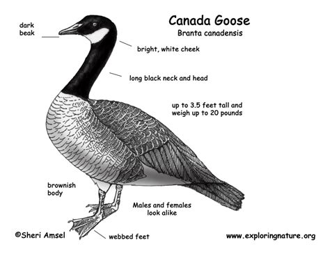 Goose (Canada)