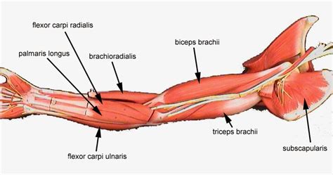 DIAGRAMS: Arm Muscles Diagram