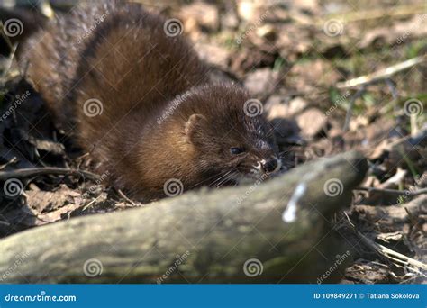 The Eurasian Otter, Also Known As the European Otter Stock Image ...