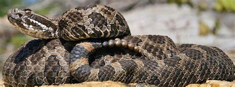 Eastern massasauga rattlesnake | FWS.gov