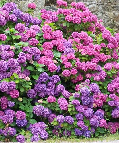 Information on Hydrangea Plants | Garden Guides