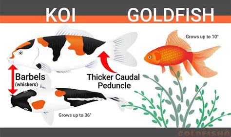 Breeding Koi and Goldfish - Fancy Goldfish - Goldfish Care - Goldfish info