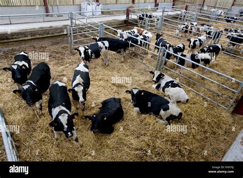 Holstein bull-calves Stock Photo - Alamy