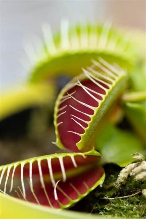 How to Make a DIY Venus Flytrap Terrarium (Will it Work?) - Terrarium Tribe