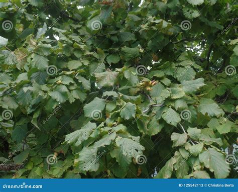 The Leaves of a Hazelnut Tree Stock Image - Image of harvest, shrub: 125542113