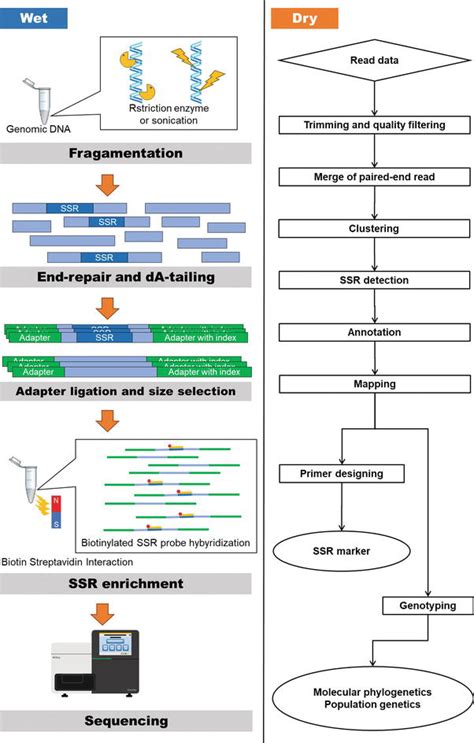 Microsatellite Capture Sequencing | IntechOpen