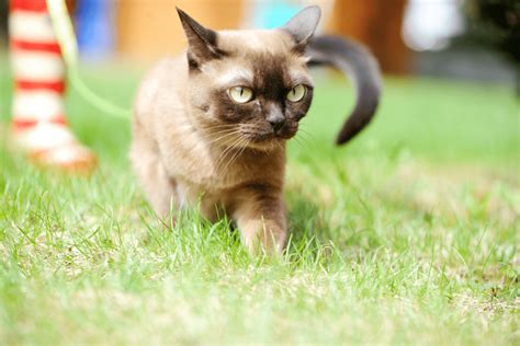 5 Best Burmese Cat Breeders