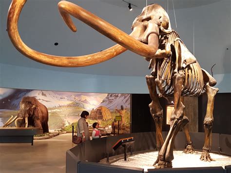 How could Ice Age tundra feed a mammoth? - Ars Technica