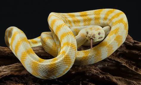 Carpet Python Care Sheet, Size, Enclosure and Temperament - Everything Reptiles