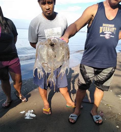 3 Children Dead - Philippines Box Jellyfish Shock & Shame