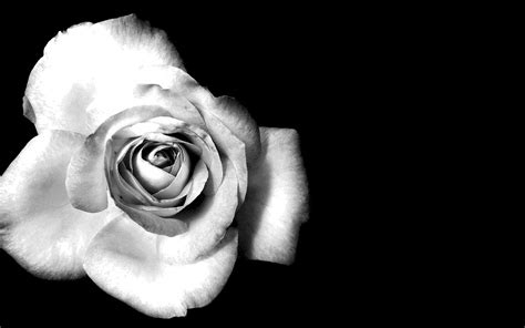 🔥 Free download Black and White Floral Wallpaper Floral Wallpaper Quotes For [1680x1050] for ...