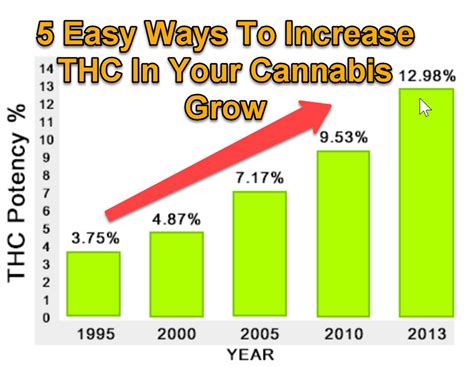 5 Easy Ways To Increase THC In Your Cannabis Grow