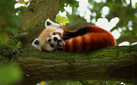 HD wallpaper: animals, red panda, nature | Wallpaper Flare