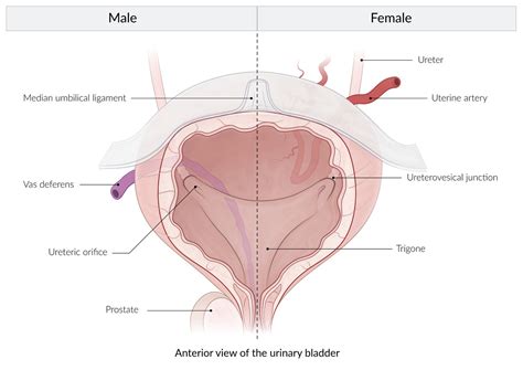 Bladder Anatomy