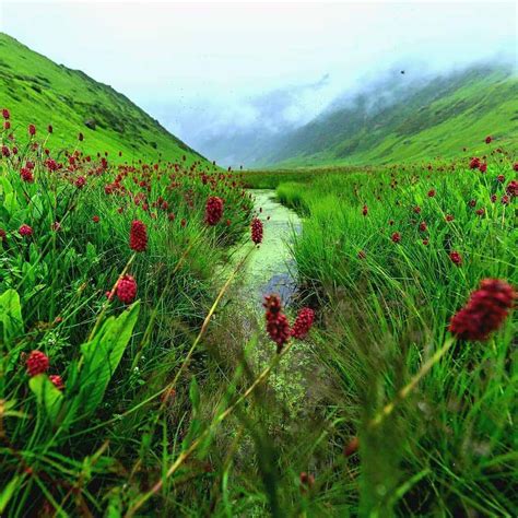 Valley Of Flowers - Trek Mount