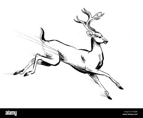 Running deer animal. Ink black and white drawing Stock Photo - Alamy