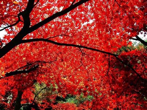 Oct. 12-Nov. 6: Fragrant Hills Red Leaves Festival - China.org.cn