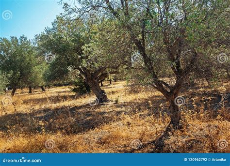 Mediterranean olive trees stock photo. Image of countryside - 120962792