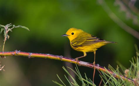 Chipe Amarillo | Audubon Field Guide