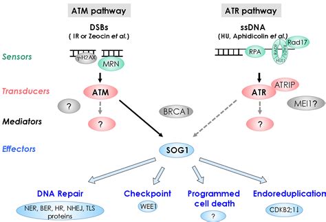 Biology | Free Full-Text | DNA Damage Response in Plants: Conserved and Variable Response ...